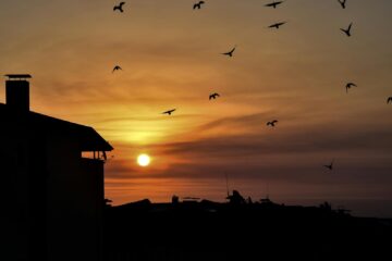 Dramatic sunset over rooftops with birds in silhouette, creating a captivating scene.